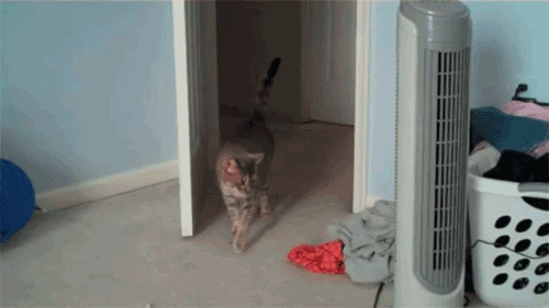 khabi-khushi-khabie-gham:  Here is gif collection of cats being cats