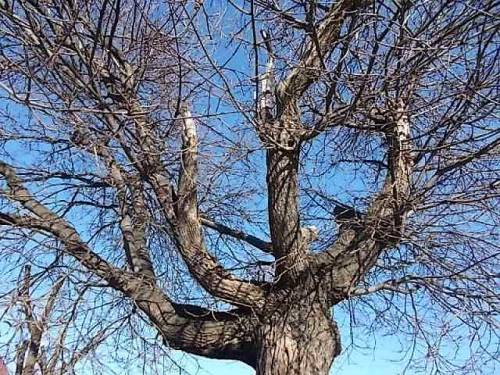 Interesting shapes of trees.