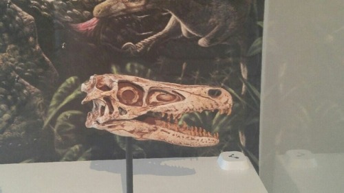 Ref Post 4, Have Some More! Velociraptor Skull. A Diving Birb; Might Be A Hesperornis. The Cutest Baby