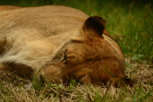 I went to Knowsley Safari Park last week. most of the animals were sleepy and cuddly and adorable.