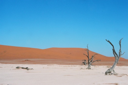 williamjiraiya:  Deadvlei / 35mm  i want to paint these images so badly that it kills me to look at 