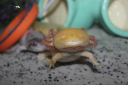 sillyaxolotls:  Cute Zazu Creepy Zazu (and Creeper Haku in the background) 