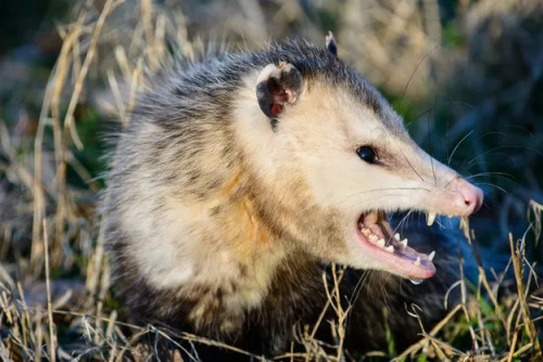 possumoftheday:Today’s Possum of the Day has been brought to you by: :V