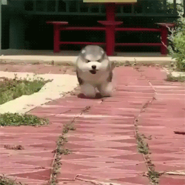 fluffygif:  Please… Help me ♥ 
