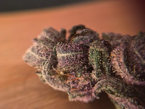 budkitten:Blessed with some purple trainwreck today