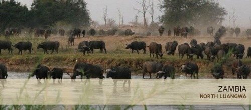 North Luangwa NP, Muchinga, Zambia