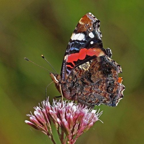 onenicebugperday: Dorsal and ventral views of a nice red admiral butterfly!(Photos by NTNU Vitenskap
