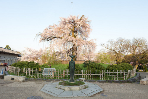 ochabang:円山公園 祇園枝垂桜 by GenJapan1986 on Flickr.