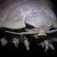 thewormsarecoming