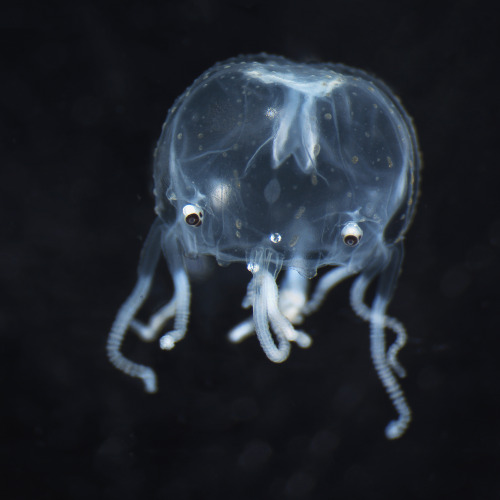 Little Monster - Juvenile Tripedalia cystophora