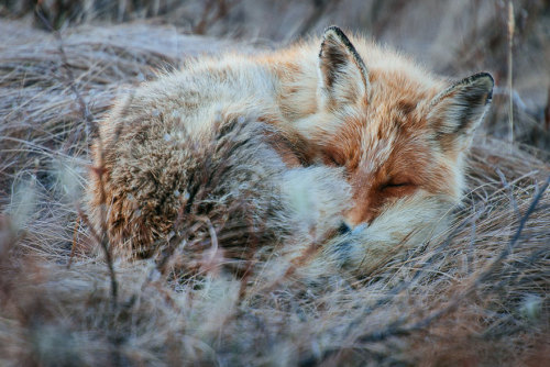 boredpanda:Russian Miner Spends His Breaks Photographing Foxes In The Arctic Circle