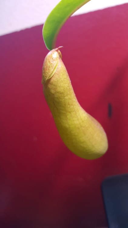 calleo-bricriu: Oh hey! The pitcher is finally starting to open!