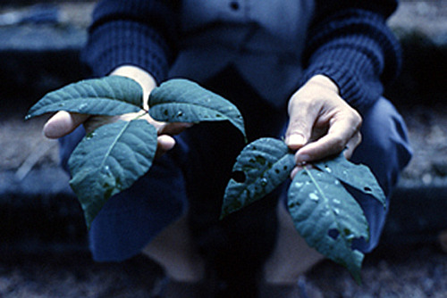 gallowhill:  Reiko Goto - Poison Ivy, 2004