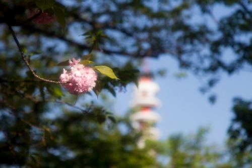 八重桜とはいえ、東京で桜を見るなんて学生時代ぶり。桜吹雪が美しすぎて、国会前提で3時間も過ごしてしまったよ …(￣▽￣;)location：国会前提（東京都千代田区） on April 23, 201