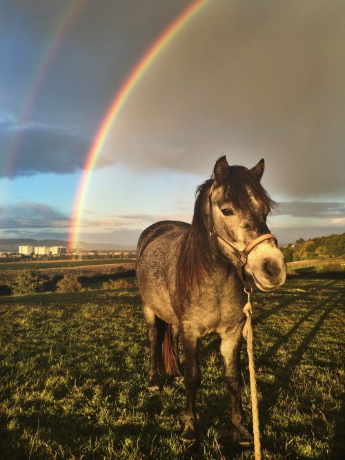 jacobthefellpony:  Cute pony and a double rainbow
