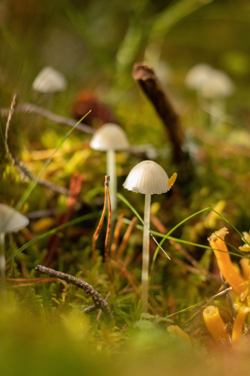 Mushrooms. Sweden. From October 2019