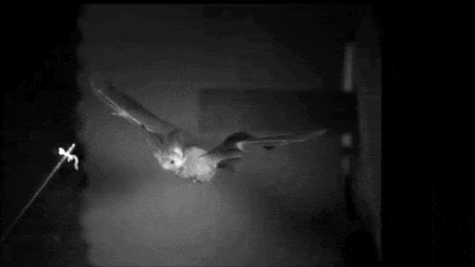 tharook:fucking superb you funky little bat
