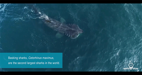 Meet the mighty basking shark!