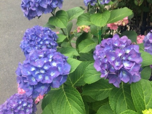 shoku-and-awe: I appreciate the hydrangea in June, because they’re beautiful and also because 