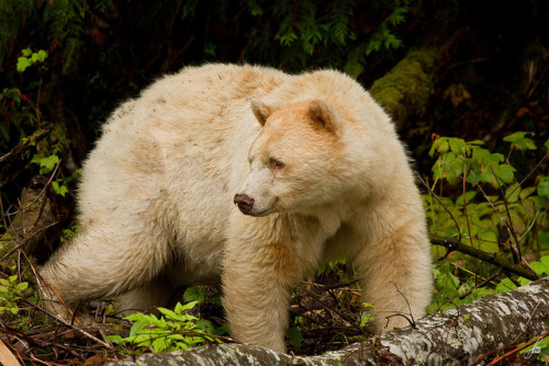 creatures-alive:  Kermodei Bear by SorenHedberg on Flickr.
