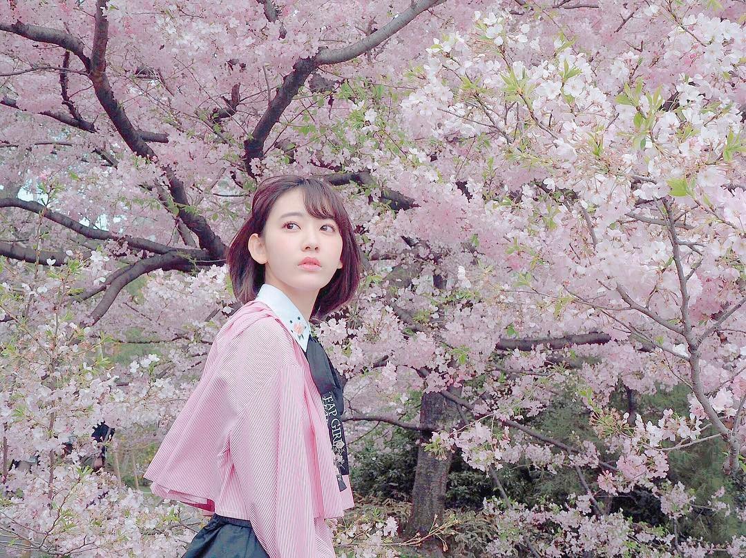 hunter934:  Miyawaki Sakura under Sakura Tree