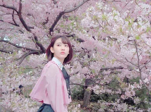 hunter934:  Miyawaki Sakura under Sakura Tree