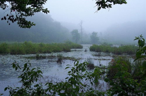 rasluka17: Foggy Morning 2 by Angelina de Lioncourt on Flickr.