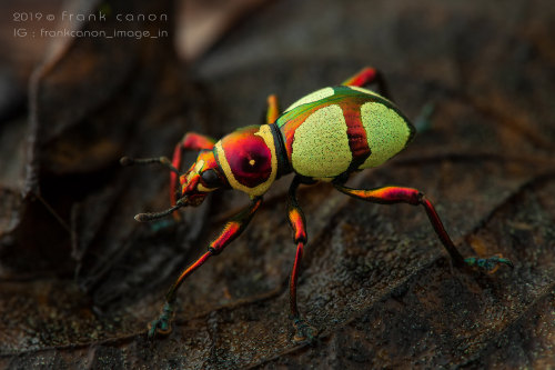 jumpingjacktrash: onenicebugperday:Pachyrhynchus Weevils, Southeast Asian IslandsPhotos by Fran