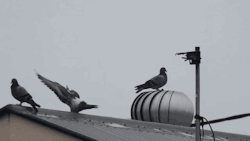 k-eke:  More GIFS and photo of birds that