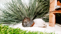 ashycat:  fat-birds:  Peep and Peep Peep enjoying a sand bath in the sun.  One of my favorite bird species - other than owls and other birds of prey. Is the Quail. They’re such adorable creature.