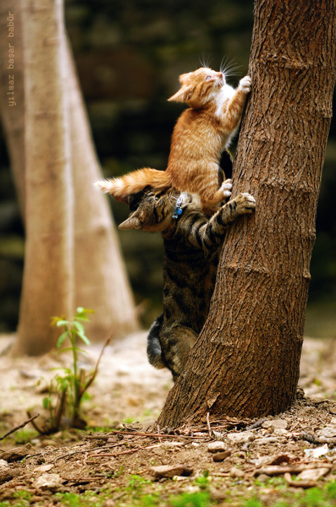 artfave:  Support… by basharbbr