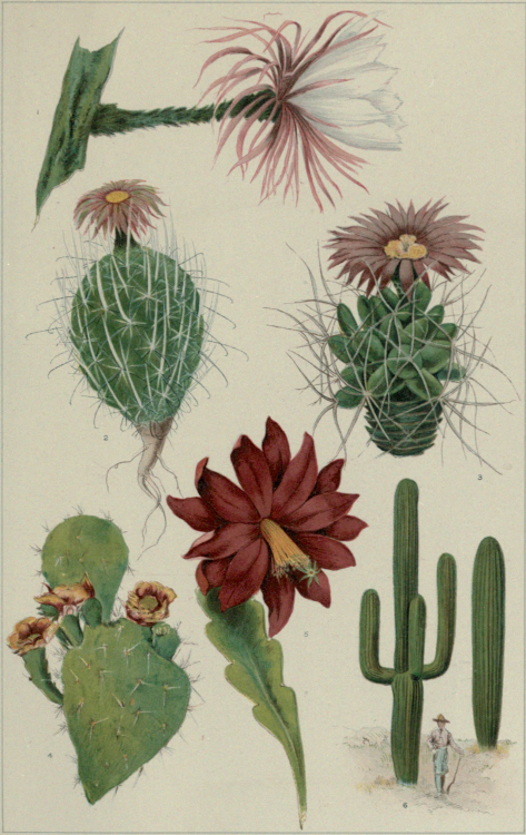 Cactus flowers. The new international encyclopaedia. v.3. 1902.Internet Archive