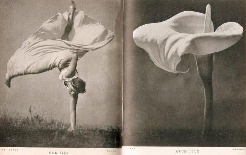 hauntedbystorytelling:hi-res: bottom or hereOur Lily / Arum Lily ~ Dancer / Calla Lily. The left pho