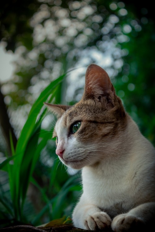 My Favorite #cat