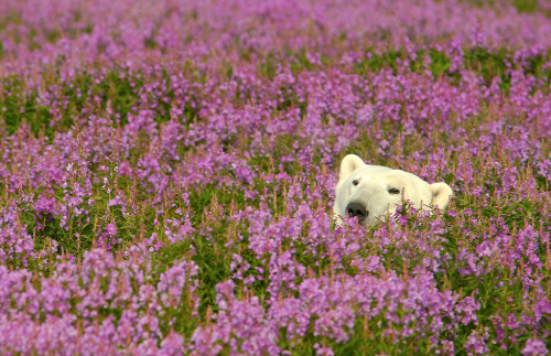 subtlepen:  nubbsgalore:  photos by (click pic) michael poliza, dennis fast and matthias brieter of polar bears amongst the fireweed in churchill, manitoba. the area has the largest, and most southerly, concentration of the animals on the planet. in