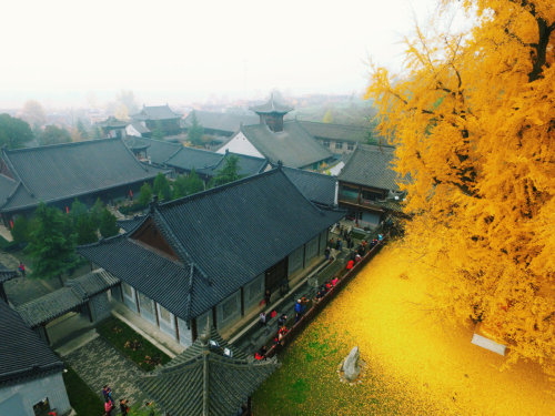 zhuanghongru:   1400 year old ginkgo tree. adult photos