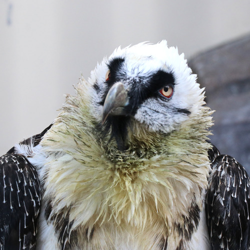 なんか緑だなぁ@日本平動物園