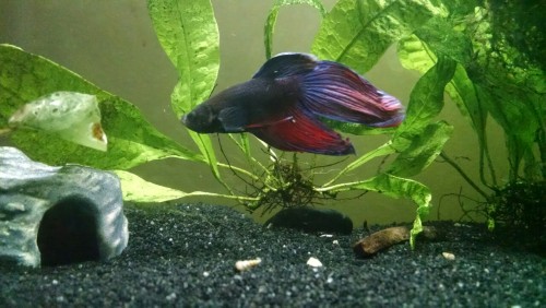 norris-25: justnoodlefishthings: Update on The Whiz His colors keep improving! And his fins are much