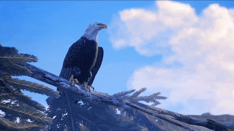 Tyler Ronan + Bird Symbolism