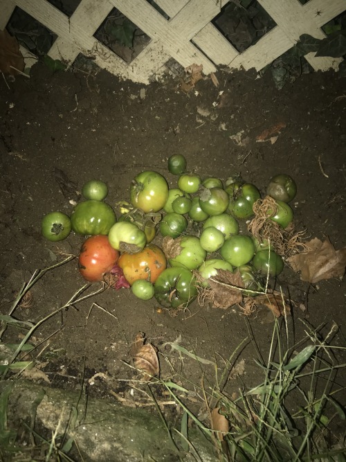 greenandstuff