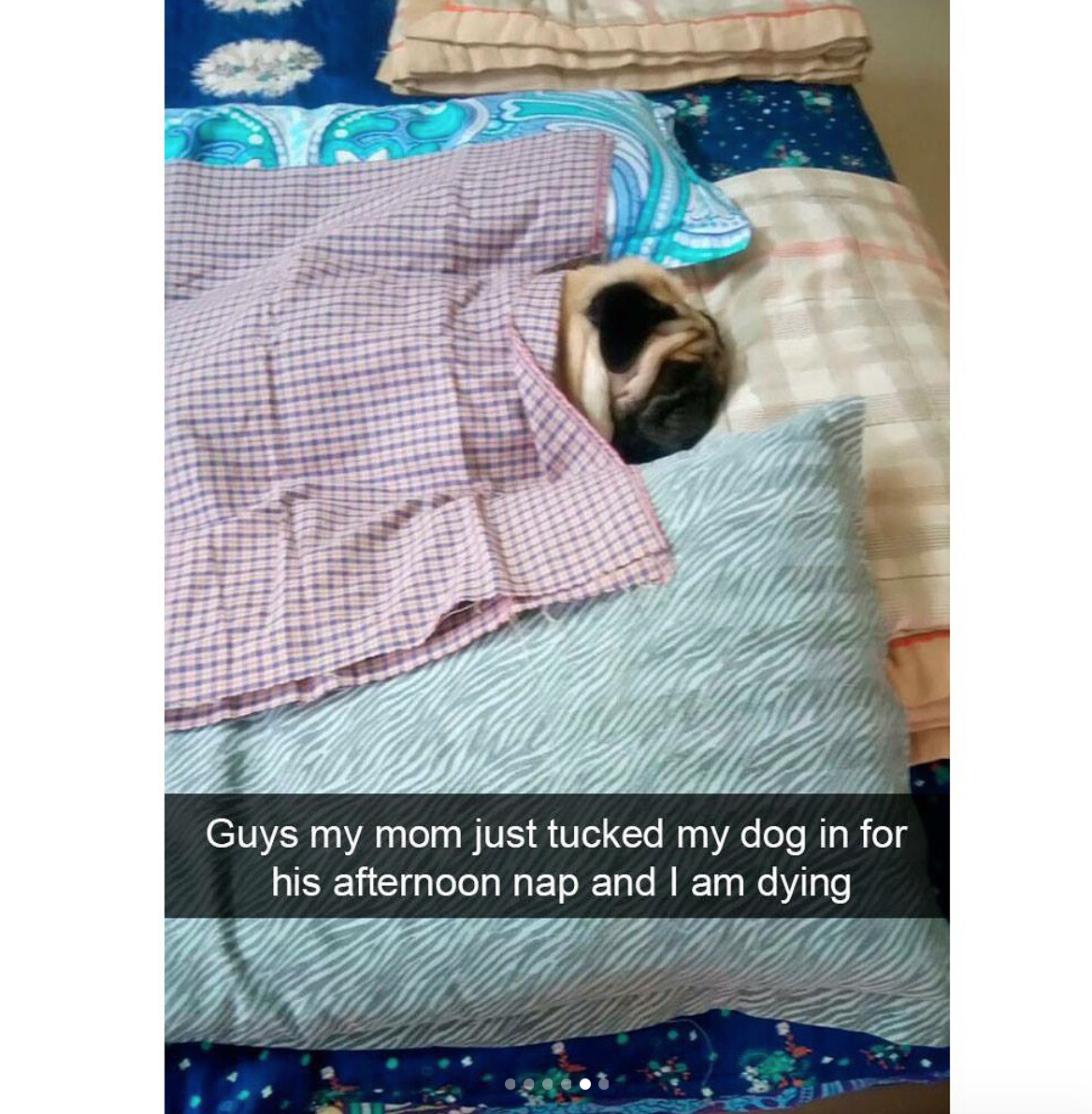 babyanimalgifs:  Dog snaps