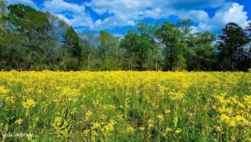 It’s springtime in East Texas, y'all! We want to know - where are you seeing beautiful flowers