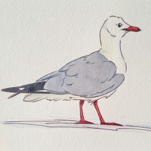 Here’s another of Mr Gull strutting his stuff . . . #gull #blackheadedgull #seagull #birdart #