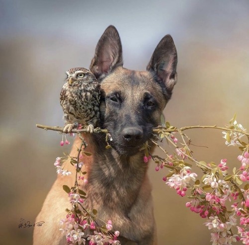 quotenhomo: animals-lovers: Instagram: animals_lover_ig Please credit the actual photographer Tanja 