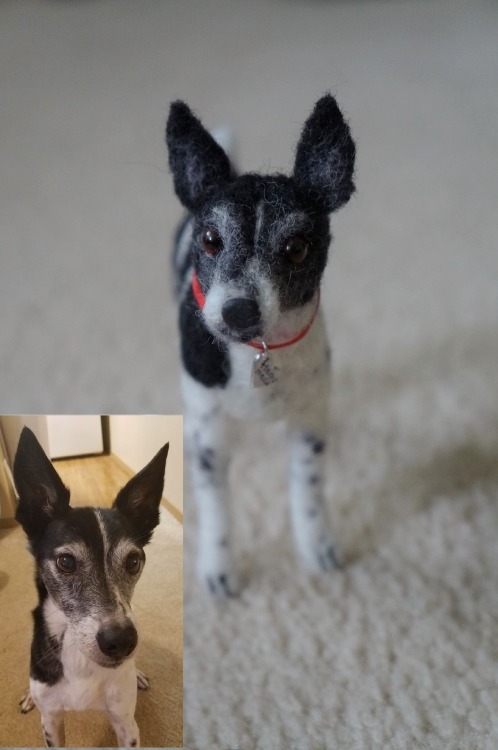 janetsneedlefelting:A Rat Terrier I felted earlier. Wool, wires, plastic eyes and ribbon collar. 