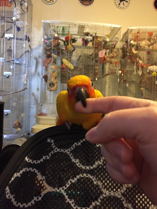 pepperandpals: “Step up, Mango.”