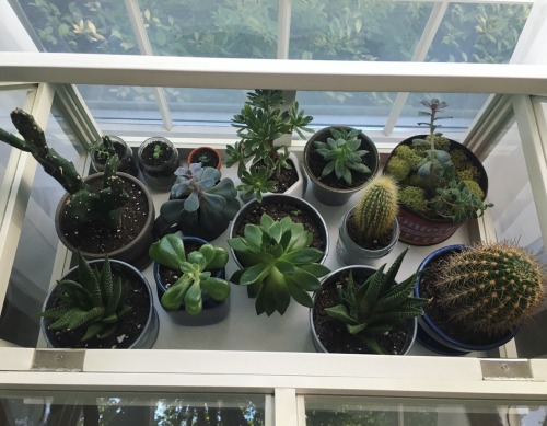 hello-emilyyy - Cleaned out my greenhouse and replanted a few of...