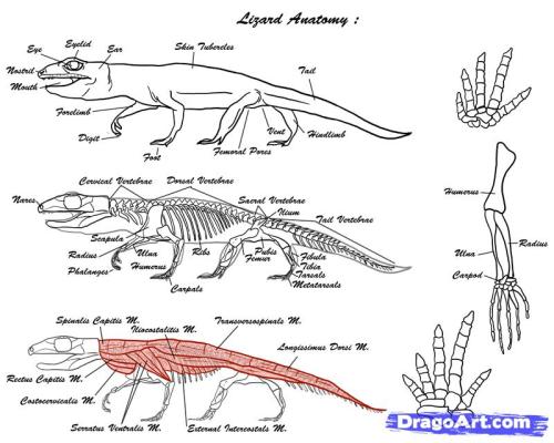  A somewhat workable fuck-ton of lizard references. Sourced by inxipe: #1: Original source not found