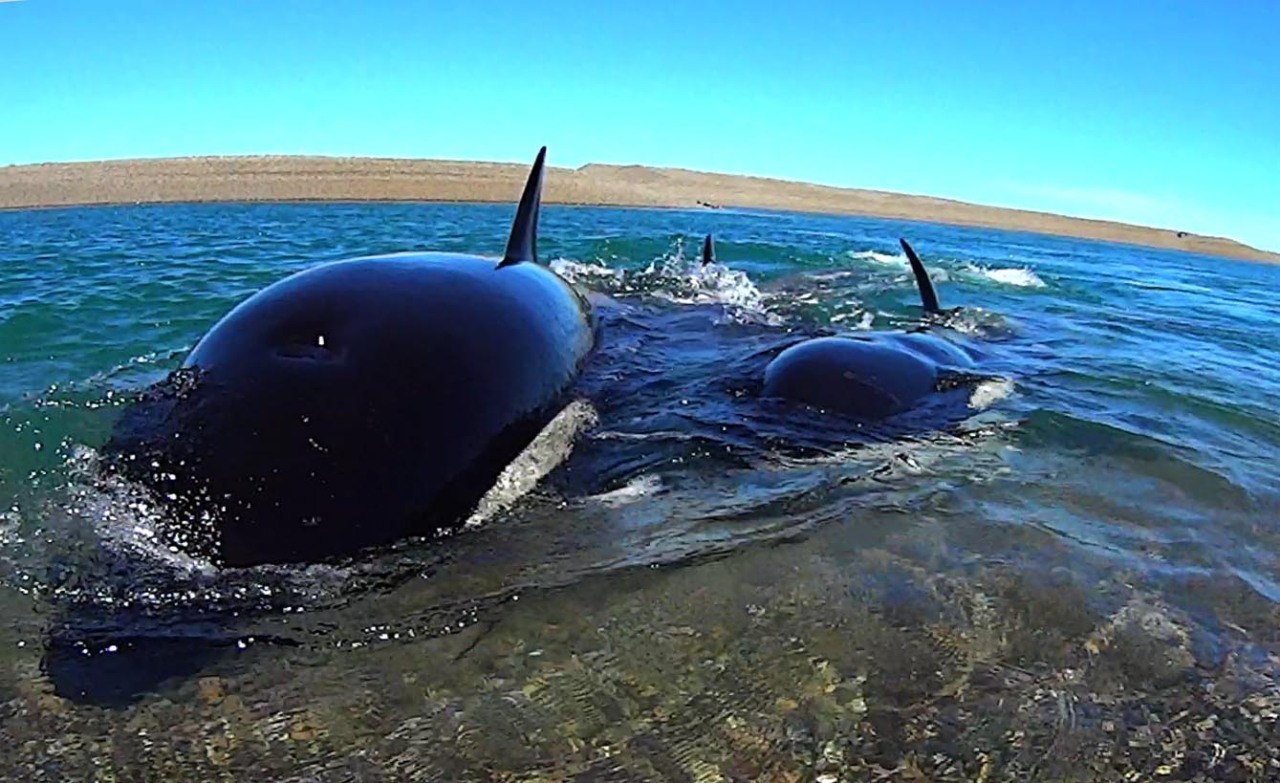 AMIGAS CERCANAS. El guardafauna Roberto Raffa logró filmar a un grupo de orcas bajo el agua en la reserva de Caleta Valdés.