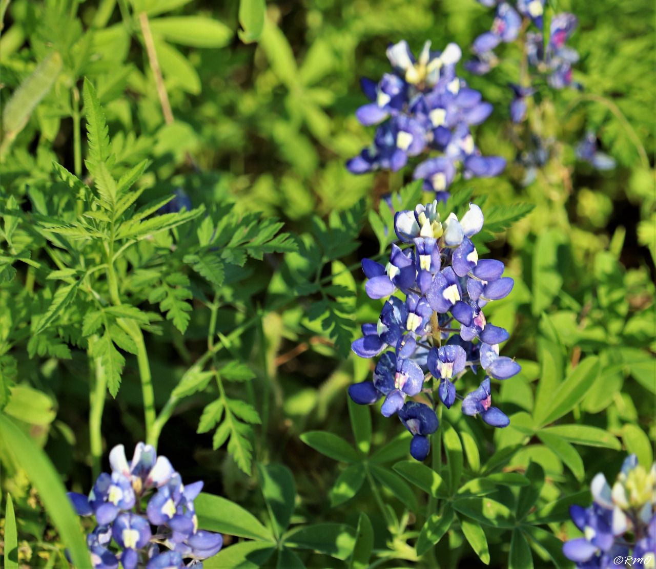 daytrippinrmo: Texas Bluebonnets - Apr, 2020 Georgetown, TX daytrippinrmo: Texas Bluebonnets - Apr, 2020 Georgetown, TX